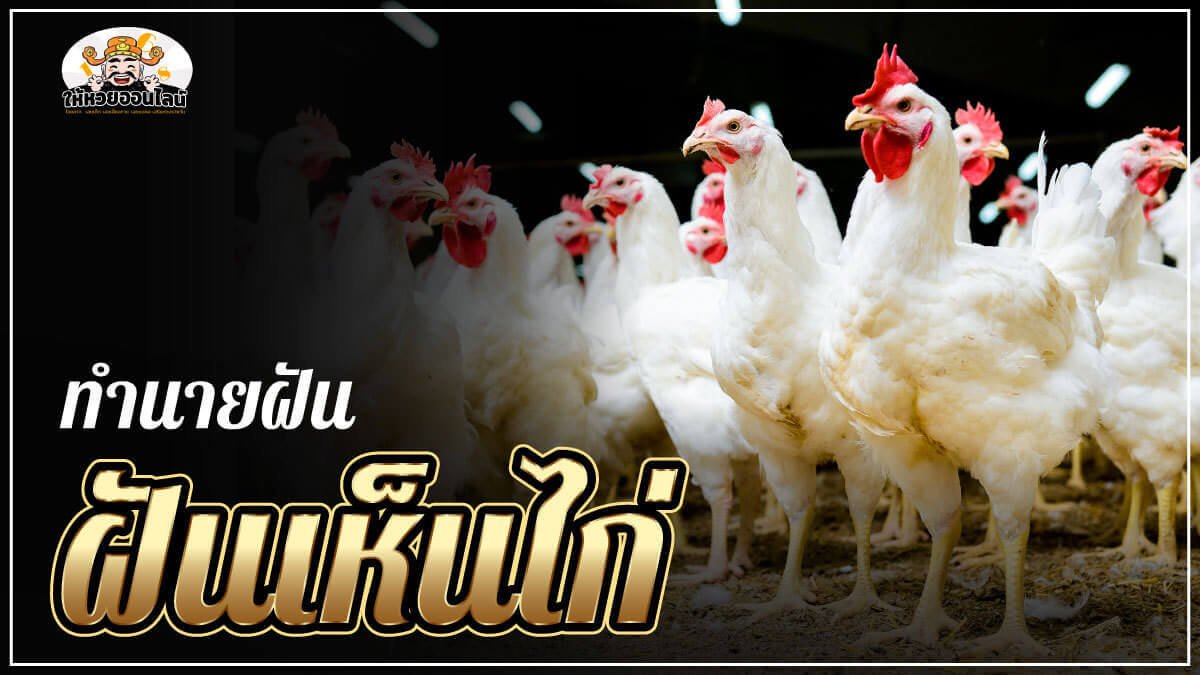 image-ฝันเห็นไก่ ใครว่าไม่ดี ฝันแบบนี้พารับโชคมาแล้วนะ!!