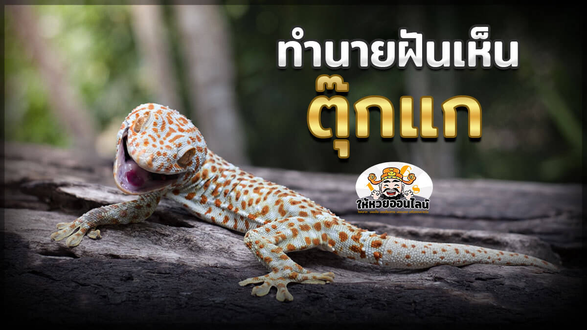 image-ฝันเห็นตุ๊กแก สัตว์นำโชค ของคนโบราณ พร้อมเลขเด็ดทำนายฝัน