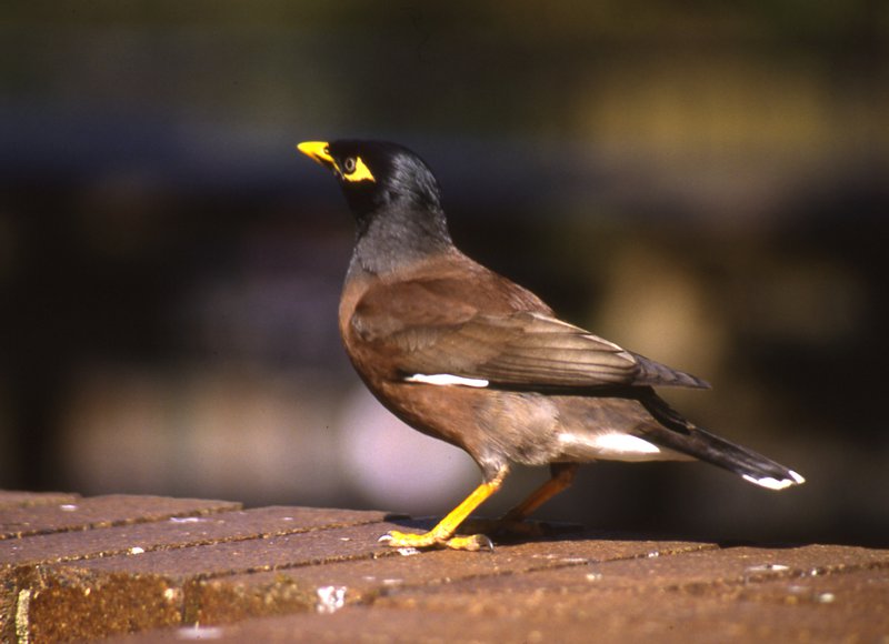 นกเอี้ยง myna