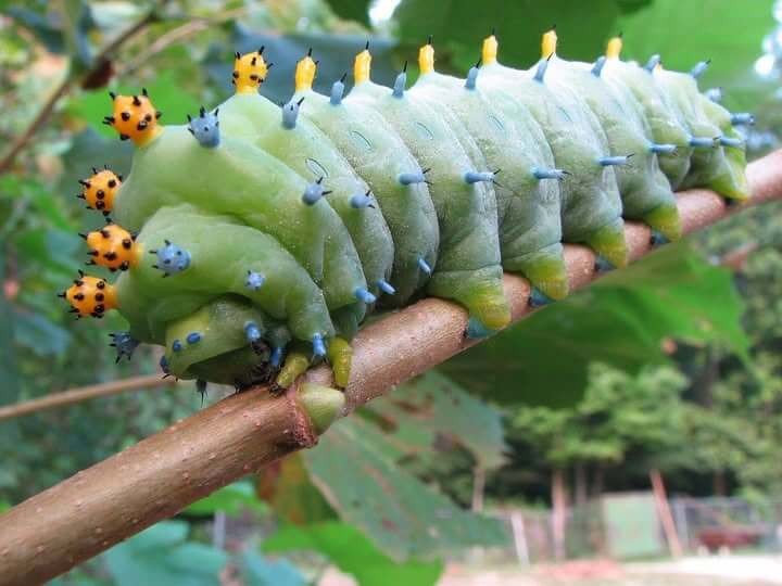 หนอนชาเขียว 