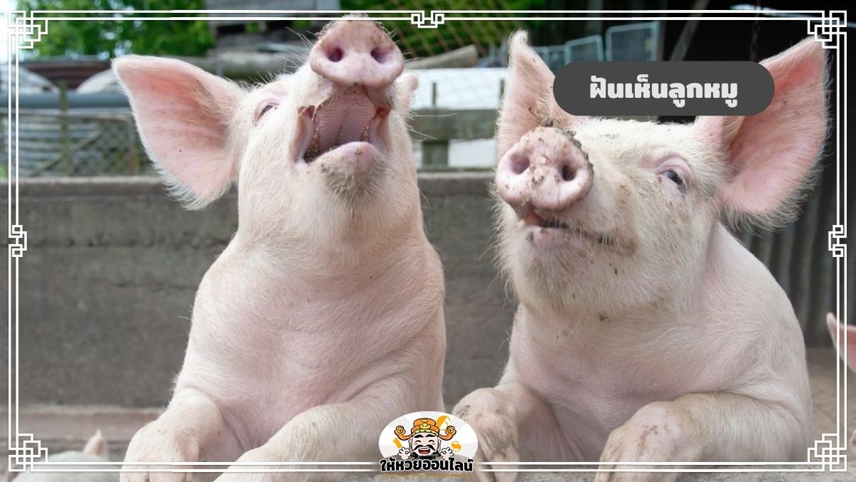 image-ฝันเห็นลูกหมู ลูกหมูหลายตัว ตีความหมาย พร้อมเผยเลขเด็ด