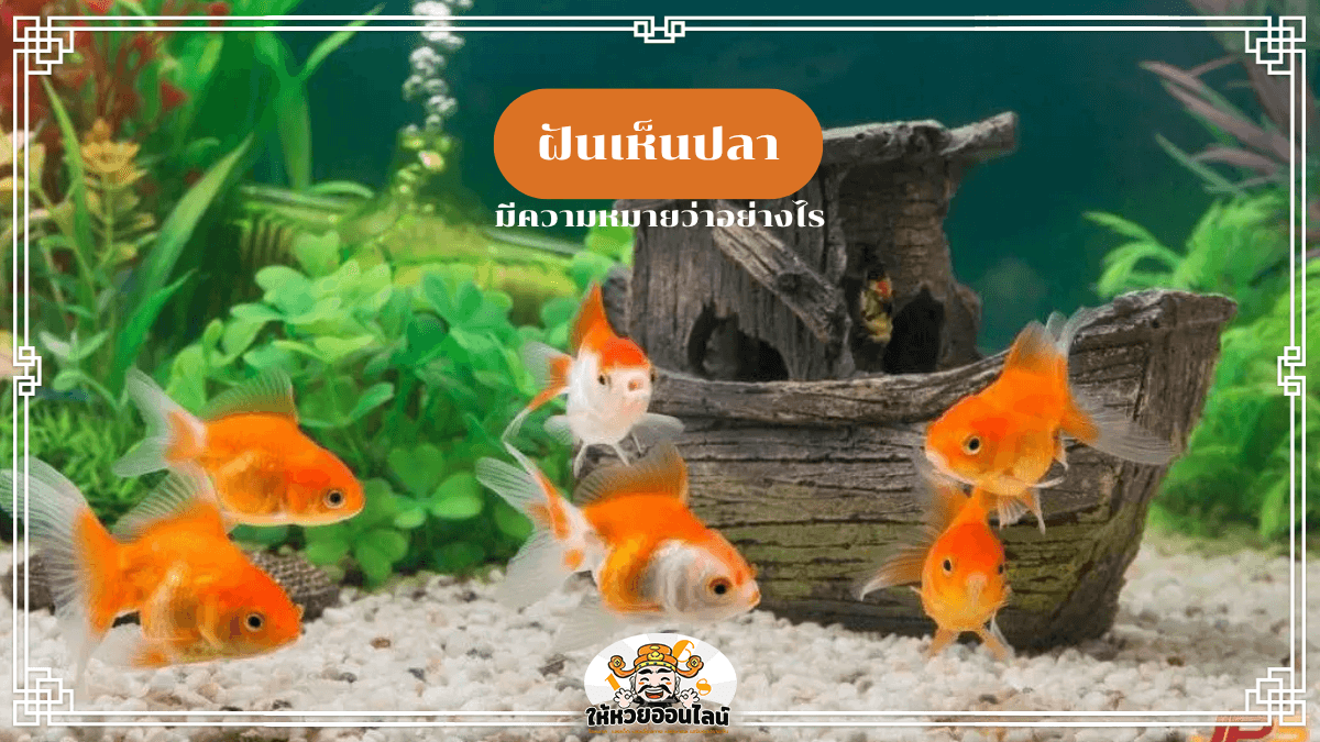 image-ฝันเห็นปลา หมายถึงอะไร? เปิดคำทำนาย พร้อมเลขเด็ดโชคลาภ